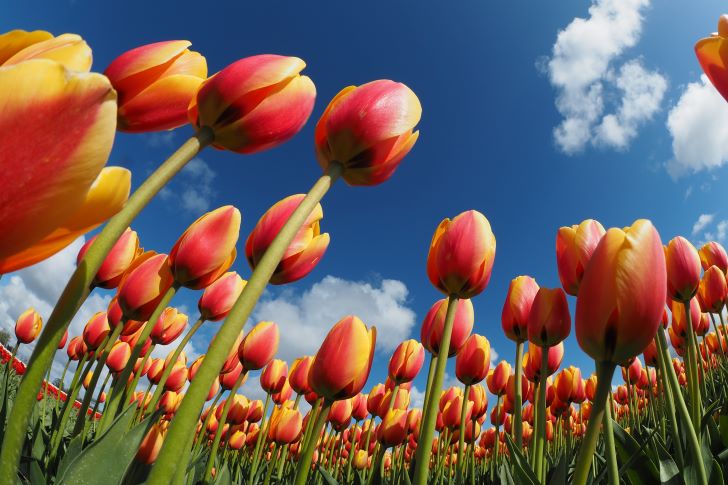 De Mooiste Tulpenvelden van Nederland